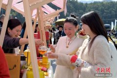 中国祁门红茶开园采摘